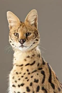 Serval on White Background Stock Photos