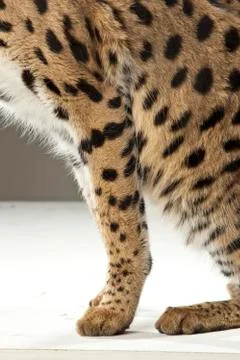 Serval on White Background Stock Photos