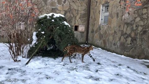 Serval is a wild cat Stock Footage 100239614