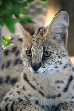 Serval Wild Cat Stock Photos