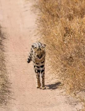 Serval Wild Cat standing on path in serengeti national park, Tanzania Stock Photos