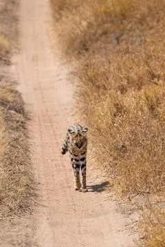 Serval Wild Cat standing on path in serengeti national park, Tanzania Stock Photos