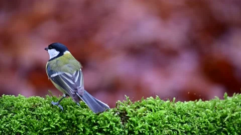 Serveral great tits and marsh tits searchs food on the deadwood Stock Footage 139466092