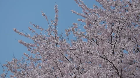 Serveying cherry blossoms Stock Footage 49504437