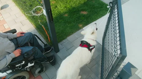 Service dog aids his handler through daily life Stock Footage 166153617