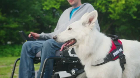 A service dog assisting a disabled man Stock Footage 166151178