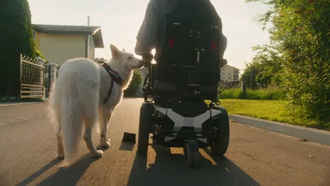 Service dog assisting a disabled man Stock Footage 166156333