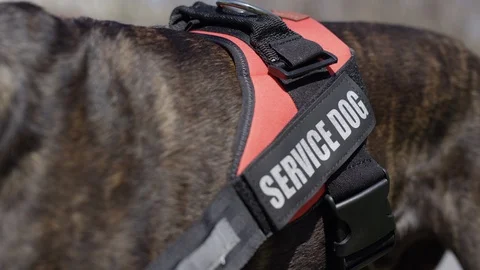 Service dog close up smiling outdoors Stock Footage