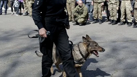 Service dog performs the command "to go near" Stock Footage 89668497