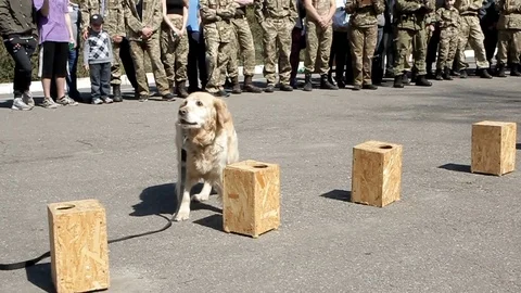 Service dog performs the task Stock Footage 89668547
