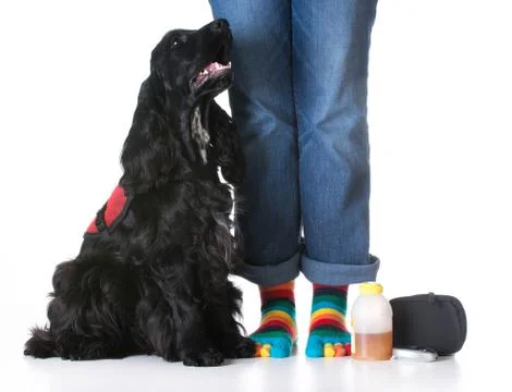 Service dog Foto stock