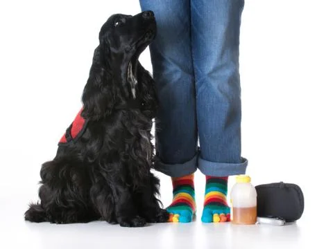 Service dog Stock Photos