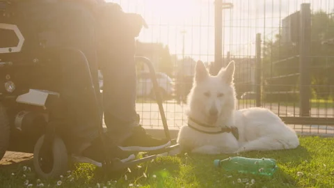Service dog picking up a bottle Stock Footage 166156284
