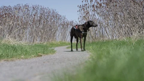 Service dog posing on a beautiful forest path Stock Footage 89813951