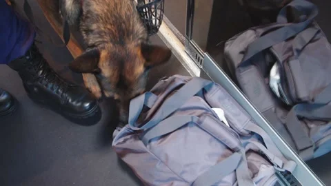 A service dog sniffs a bag during a train inspection. cynological service of the Video stock 199521332