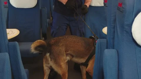 The service dog sniffs the seats in the car during the inspection of the train Stock Footage 199521413