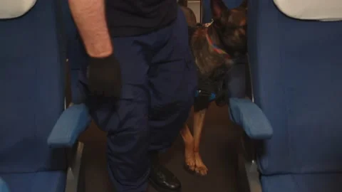 The service dog sniffs the seats in the car during the inspection of the train Stock Footage 199521505