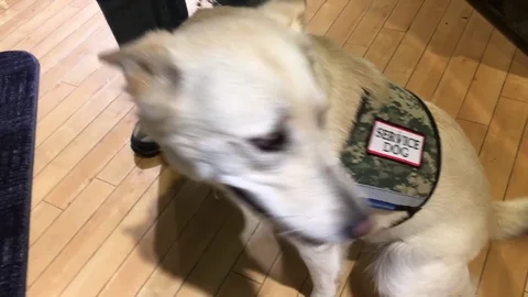 Service Dog in Store Stock Footage
