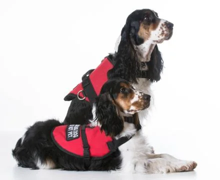 Service dogs Stock Photos