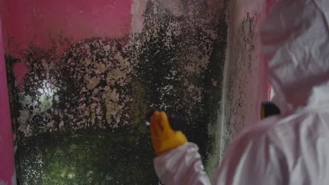 Service man exterminator hand with a flashlight search for infection mold on the Stock Footage 236929053