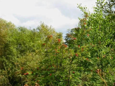 Service tree Stock Photos