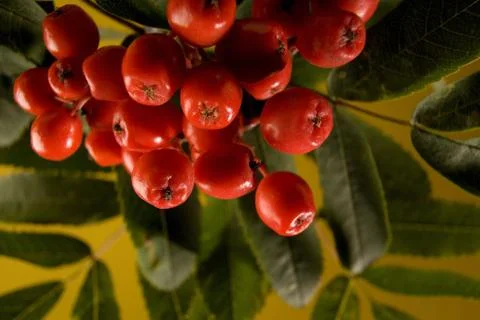 Serviceberry Stock Photos
