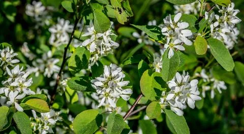 Serviceberry 스톡 사진
