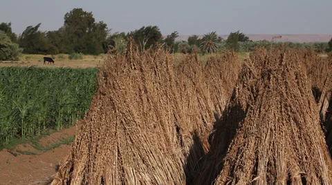 Sesame fields in Bahariya Oasis, Egypt Vidéo 34799666