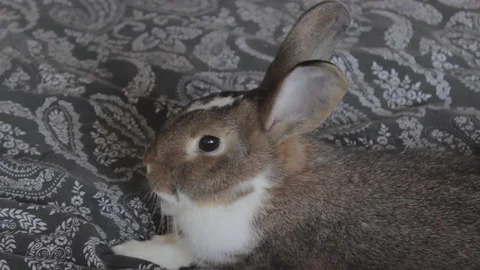 Sesame 库存影片 113802437