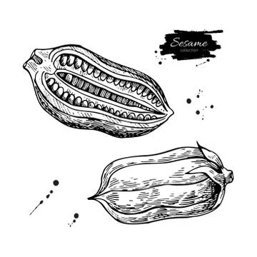 Sesame nut and seed vector drawing. Hand drawn food ingredient. Stock Illustration