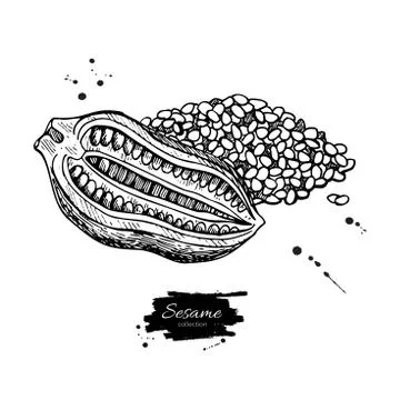 Sesame nut and seed vector drawing. Hand drawn food ingredient. Stock Illustration