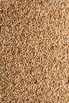 Sesame Foto stock