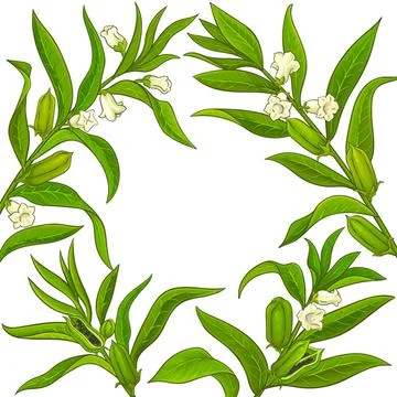 Sesame vector frame Stock-Illustration