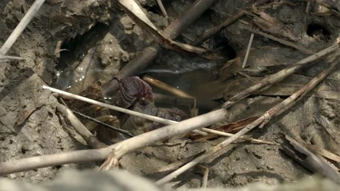 Sesarmid marsh crab emerging from its burrow. Stock Footage 153004166