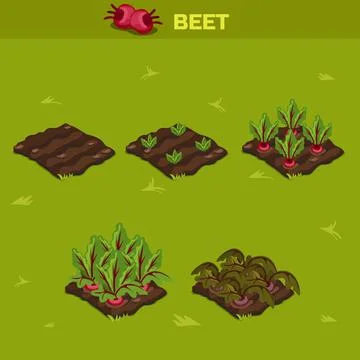 SET 10. Isometric Stage of growth Beet Stock Illustration