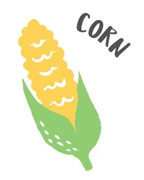 Set of 2 corn cobs hand painted with ink brush Stock Illustration