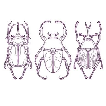 Set of 3 Beetle Bugs, Insect Outline Hand Drawn Stock Illustration