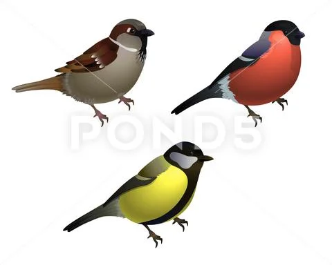 Set of 3 birds - sparrow, tit and bullfinch Stock Illustration