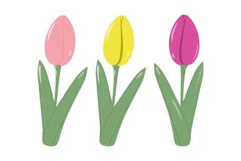 Set of 3 colorful spring blooming tulips in trendy shades of soft pink, bright Illustrazione stock