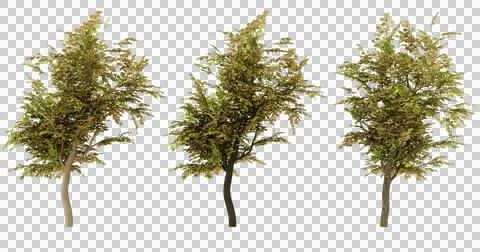 Set of 3 isolated trees Stock Photos