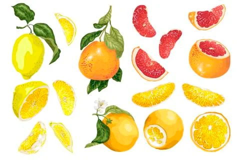 Set with 3 types of citrus fruit in vector Stock Illustration