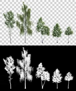 Set of 3D birch trees isolated on PNGs transparent background with alpha canal Stock Illustration