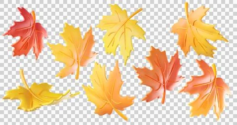 Set of 3D leaf maple Stock Illustration