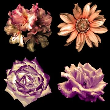 Set of 4 in 1 tender soft color retro flowers: pelargonium, roses and decorat Stock Photos