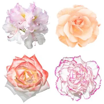 Set of 4 in 1 tender soft color flowers: pelargonium, roses and clove flower  Stock Photos