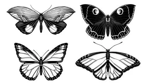 Set of 4 butterflies. Hand drawn illustration of a famous and popular flying Stock Illustration