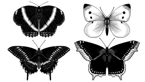 Set of 4 butterflies. Hand drawn illustration of a famous and popular flying Stock Illustration