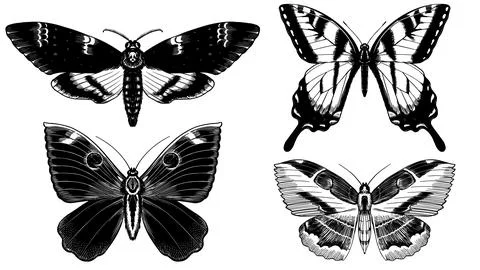 Set of 4 butterflies. Hand drawn illustration of a famous and popular flying Stock Illustration