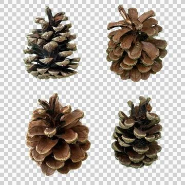 Set of 4 Isolated Natural Pine Cones on Transparent Background 写真素材