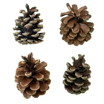 Set of 4 Isolated Natural Pine Cones on White Background Stock Photos